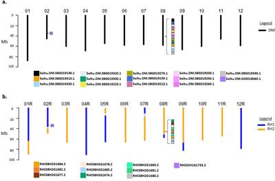 Genome-wide evaluation of gene editing outcomes using CRISPR/Cas9 in seed propagated Camelina sativa and vegetatively propagated Solanum tuberosum